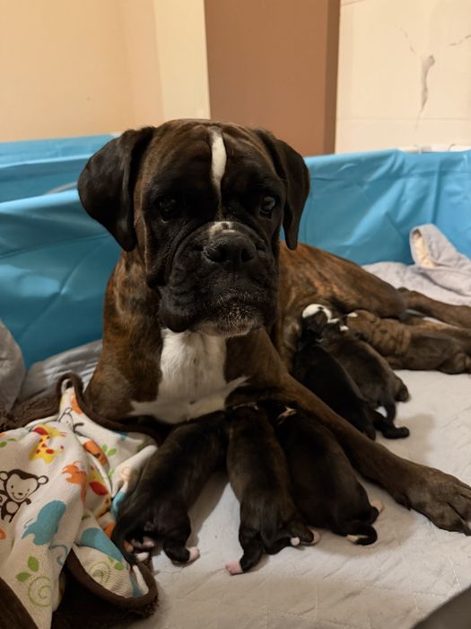 Bokser rasowy szczeniak ZKwP/FCI