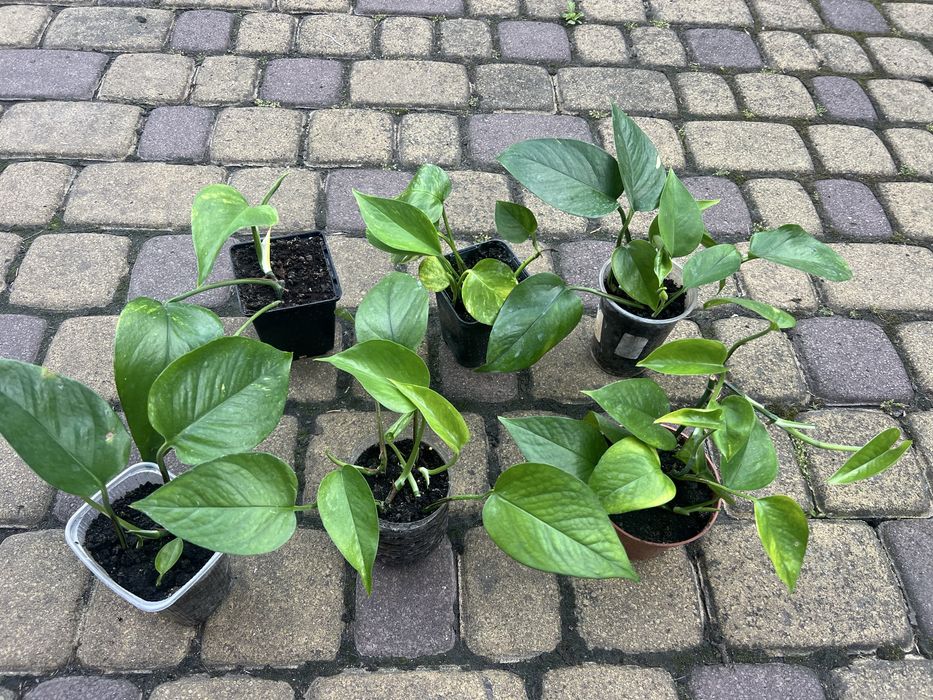 Епіпремнуми недорого