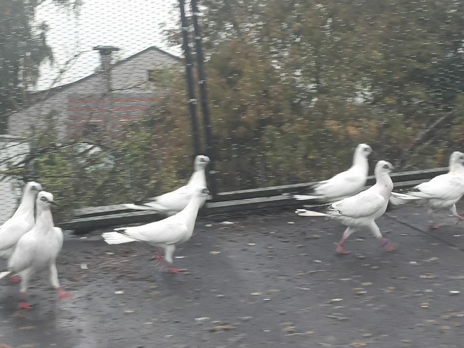 Gołębie wiedeńskie