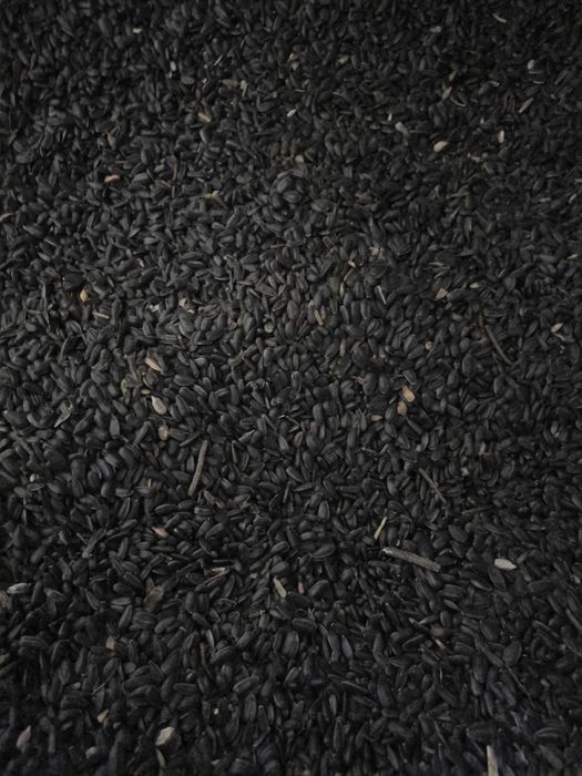 Słonecznik czarny paszowy , poplon , workowany  wysyłka