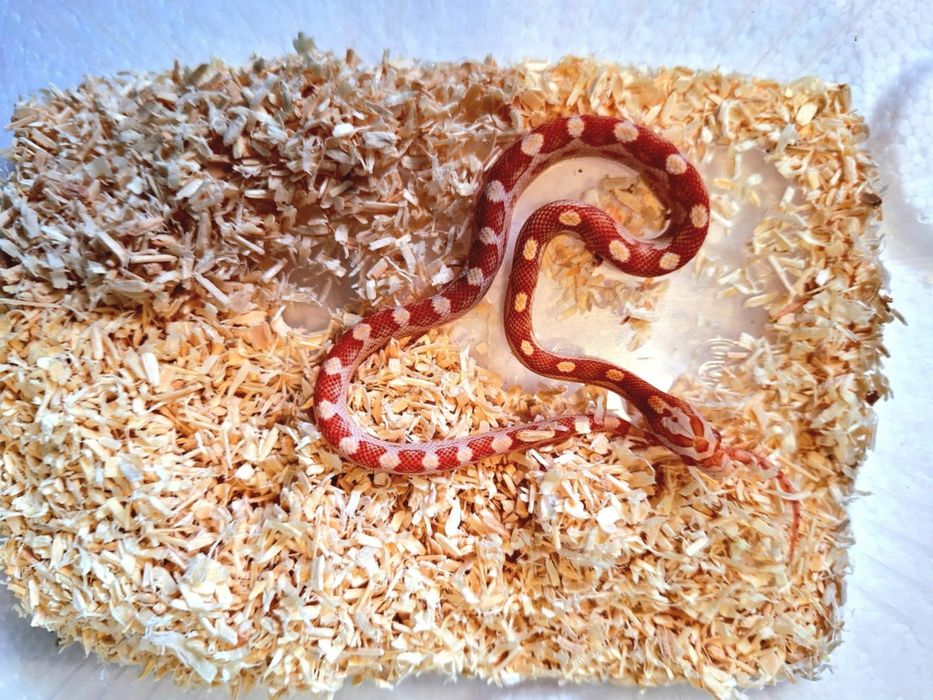 Wąż zbożowy Ostatnie dwa