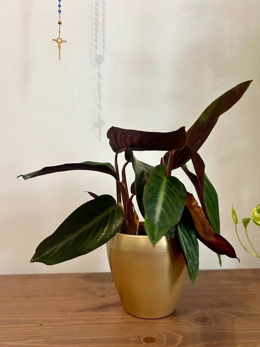 Planta natural + vaso de  cerâmica