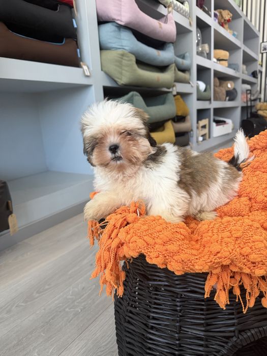 Shih tzu menino top