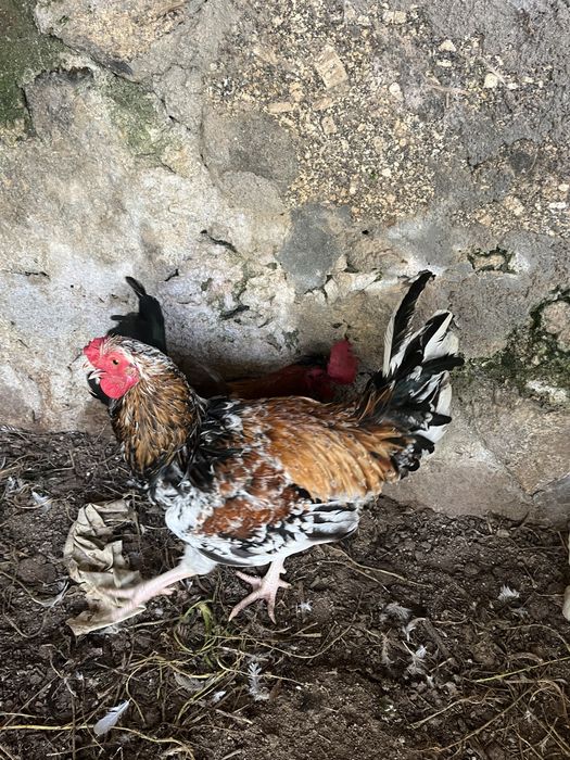 Galos garnizos novos