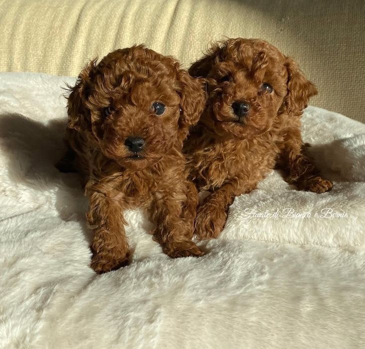 Найкращі той пуделята