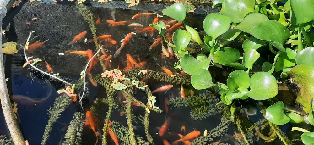 Peixes vermelhos, kinguios, pimpões.