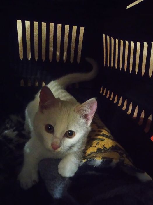 Отдадим бесплатно в ответственные руки  кошеня-девочка 3,5 мес.