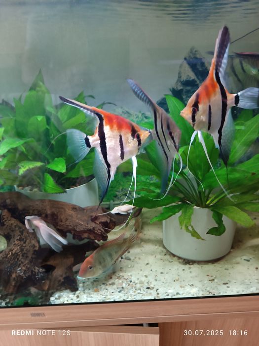 Młode skalary Manacapuru