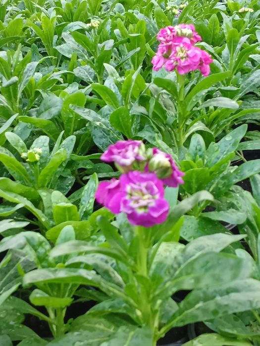 Интерьер для сада