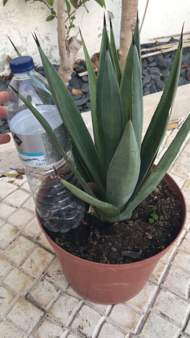 Agave Sisalana linda
