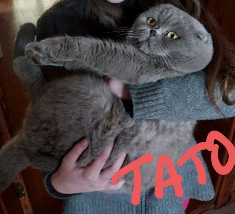 Шотландські кошенята котик кішка