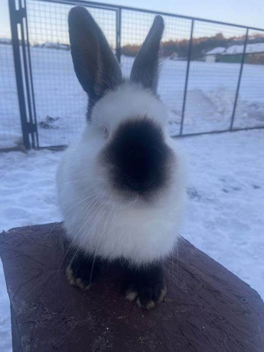 Каліфорнія на племя