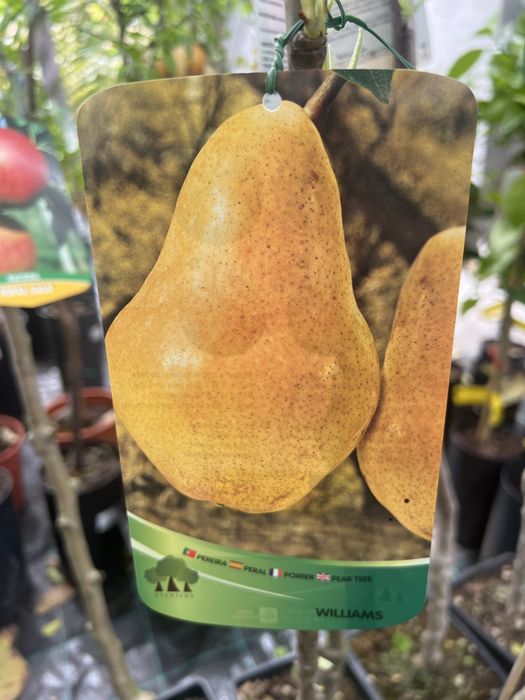 Várias variedade de pereiras