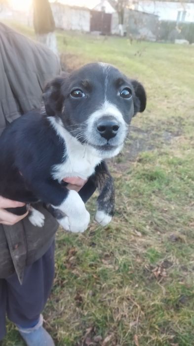 Вiддамо красиву собачку