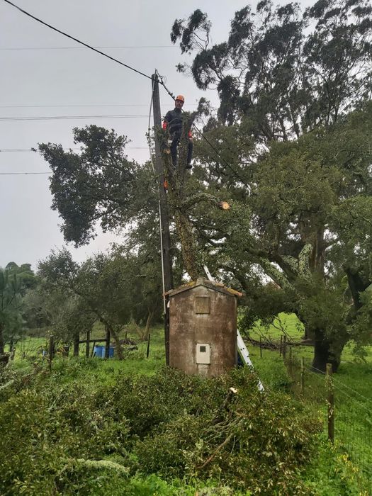 Corte e limpeza de árvores