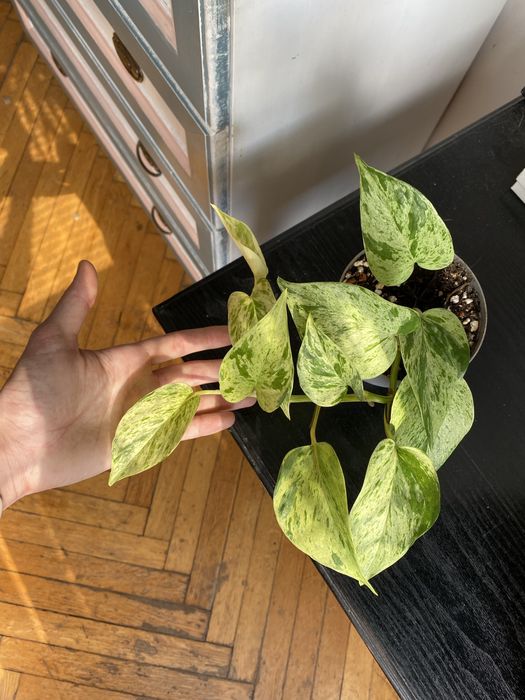 Epipremnum snow queen