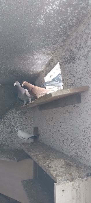 Sprzedam  gołębie  rzeszowskie