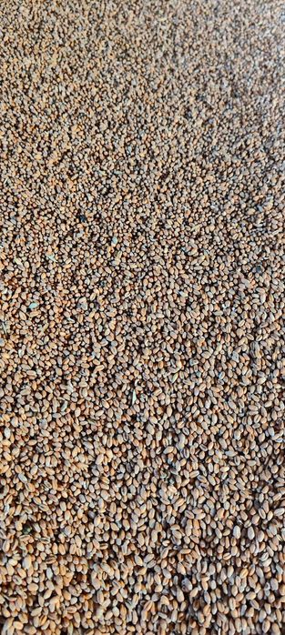 Pszenica ozima /owies