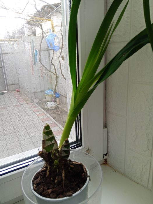 Персиковый цимбидиум