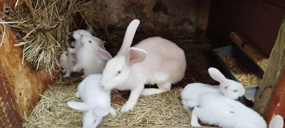Samica termondzki biały z młodymi