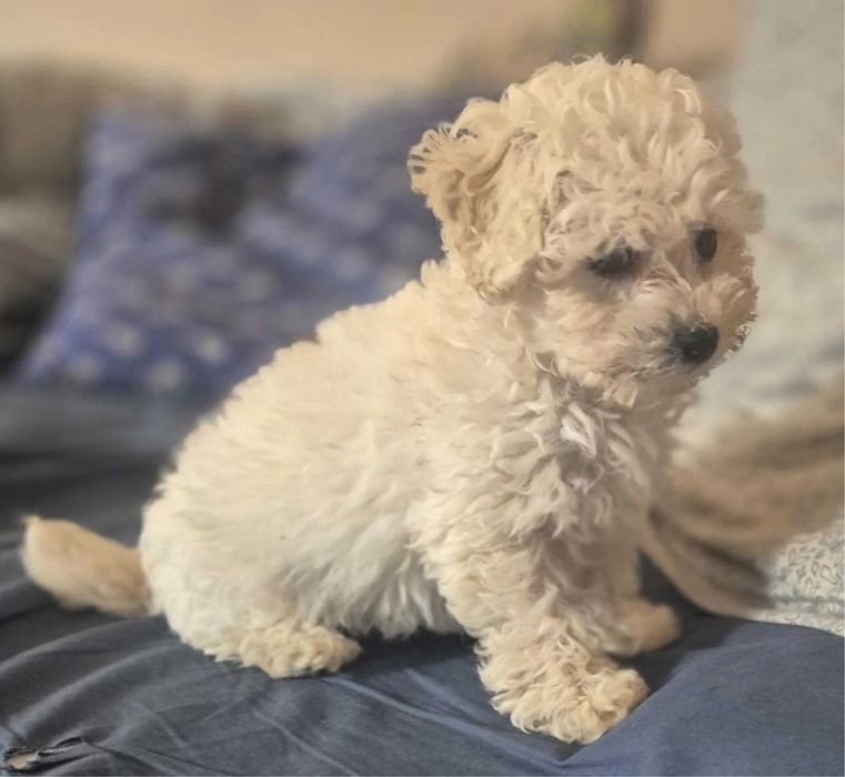 Закохаєтесь з першого погляду! Мальтипу ф1 Мальтипу ф2 Міні Мальтіпу