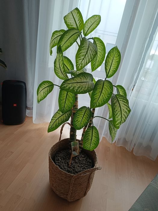 Difenbafia Kwiat doniczkowy duży dieffenbachia 145 cm