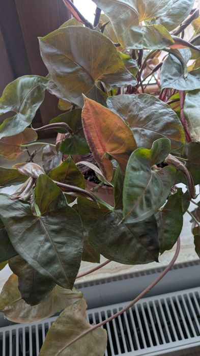 Kwiaty domowe nadwyżka Warszawa