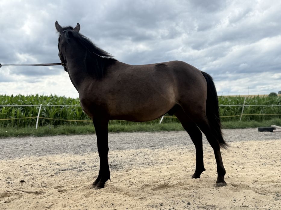 Ogierek huculski roczny