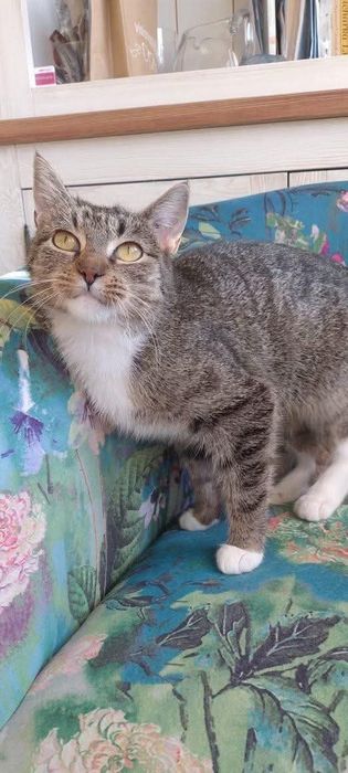 Urocza Miranda szuka domu! (FIV+)