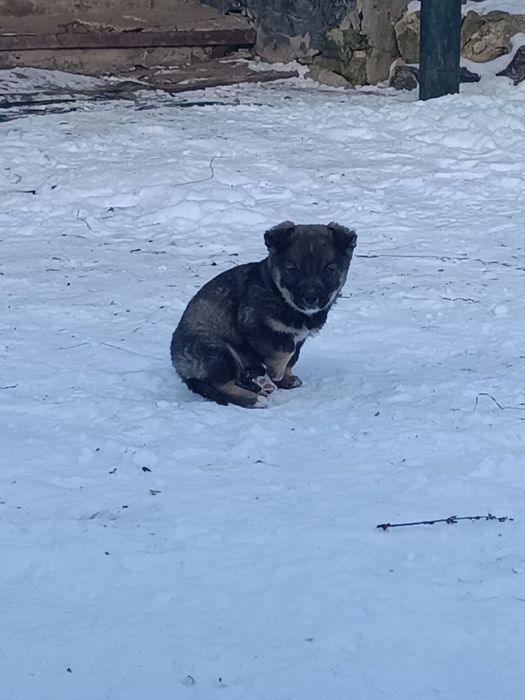 Віддам щенят у хороші руки. Веселі, активні, здорові