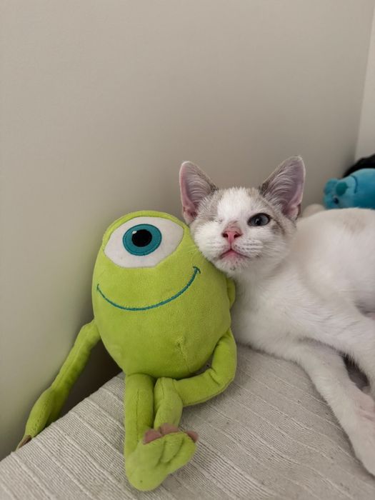 Adoção responsável Mike