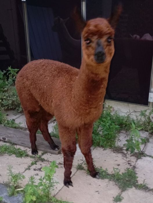 Lucinda - alpaka 2025 - Samica Średni Brąz szuka nowego miejsca alpaki