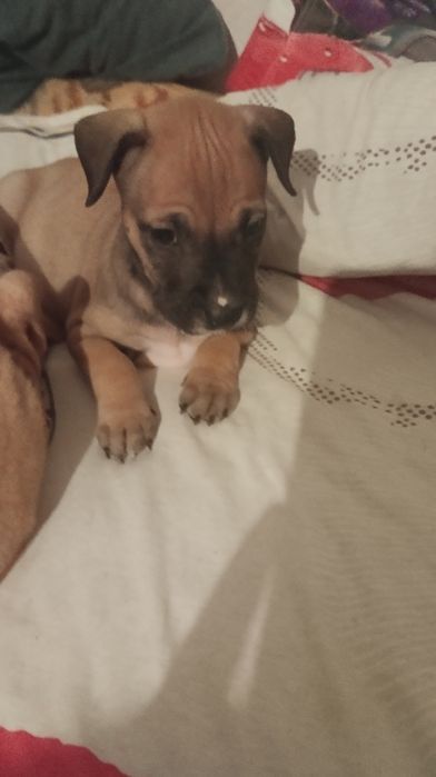 Продам щенков питбуля