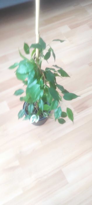 Kwiatek Ficus Benjamina