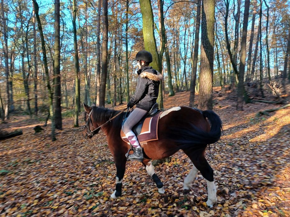 Piękna 6-letnia klacz huculska