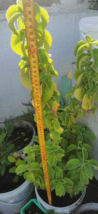 Planta boldo do Chile