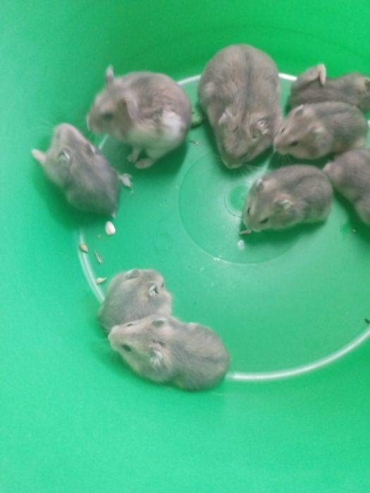 Vendo hamsters novo lar