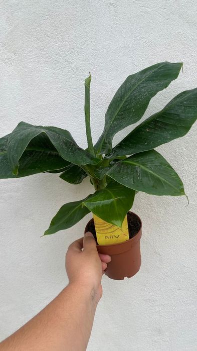 Bananeiras Musa - Acuminata