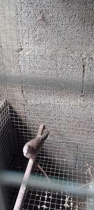 Rolas criadas em cativeiro