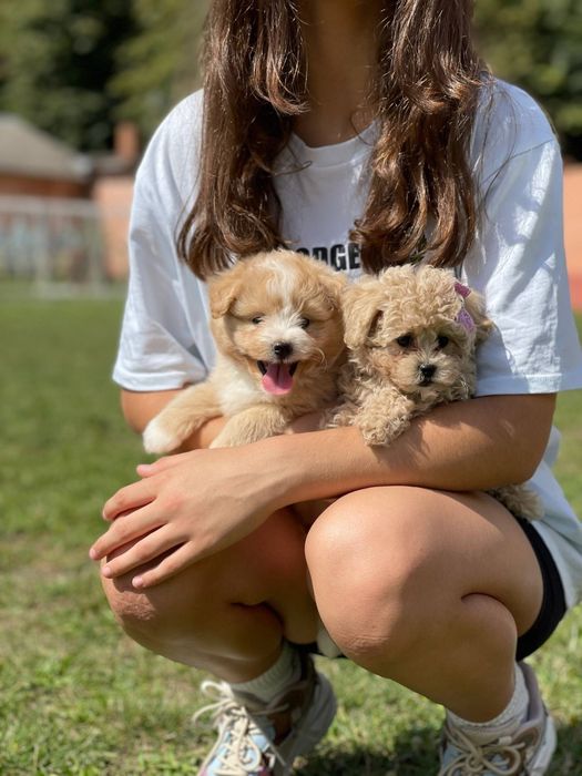 Мальтіпу цуценята – ніжність у кожному погляді. Малята гарнюні
