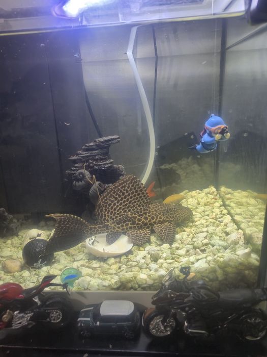 Vendo aquário com vários peixes