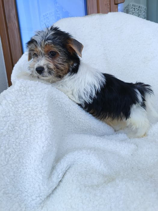 Psy rasowe york terrier