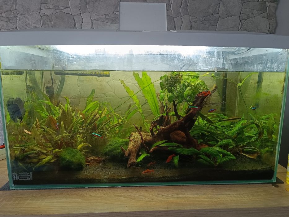 Sprzedam akwarium Aquael leddy set 75 wraz z życiem