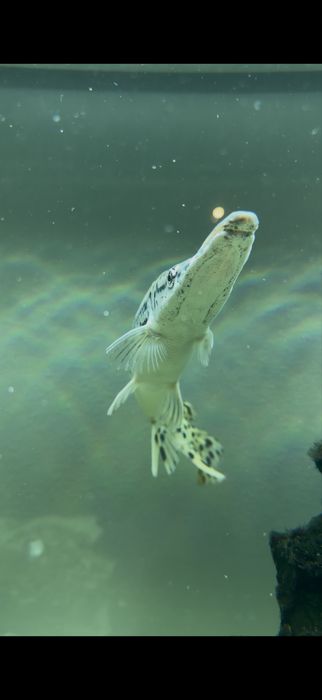 Vendo peixe-GAR 28cm (Atractosteus spatula)