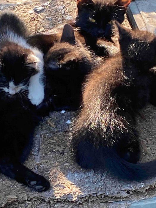 Віддам в добрі руки кошенят