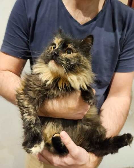 Puchatka cudem uratowana z Grecji szuka domu