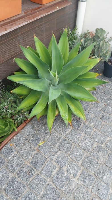 Agave pescoço de cisne