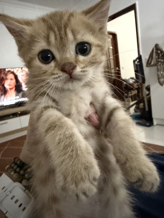 Gatinho British golden tabby