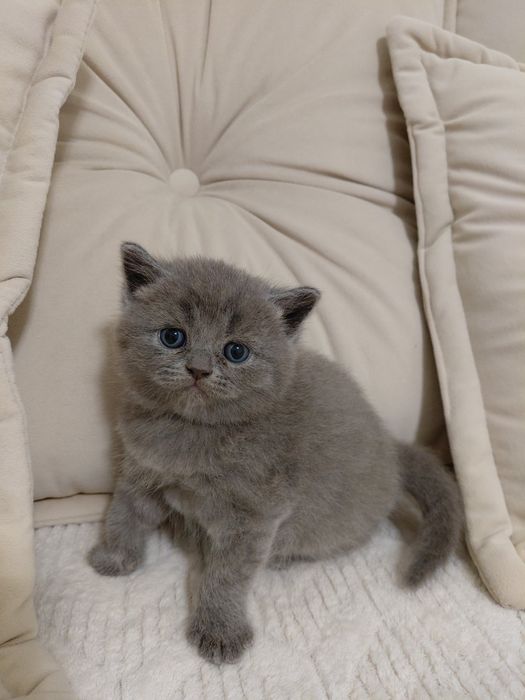 Продаються шотландські котенята