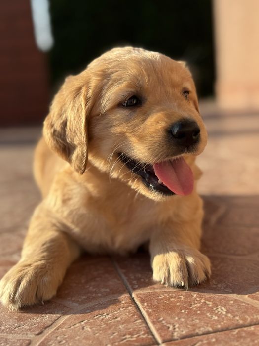 Golden Retriever - Mam juz 5 tygodni